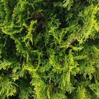 Die Thuja wird auch Lebensbaum genannt